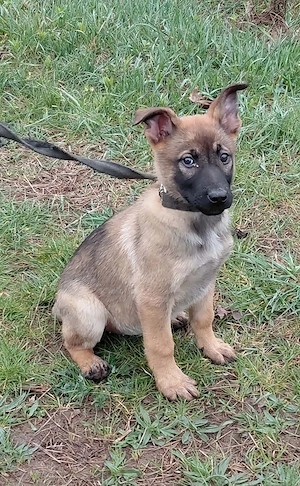 Német juhász jellegű kiskutyák szerető gazdit keresnek  - kép 9