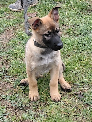 Német juhász jellegű kiskutyák szerető gazdit keresnek  - kép 8