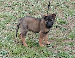 Német juhász jellegű kiskutyák szerető gazdit keresnek  - kép 7