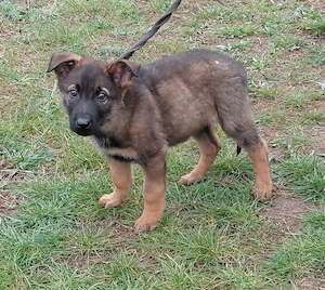 Német juhász jellegű kiskutyák szerető gazdit keresnek  - kép 5