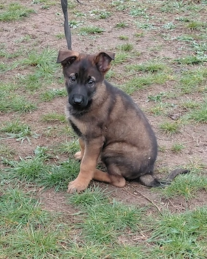 Német juhász jellegű kiskutyák szerető gazdit keresnek  - kép 10