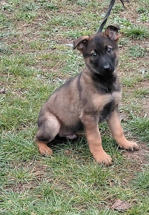 Német juhász jellegű kiskutyák szerető gazdit keresnek  - kép 12