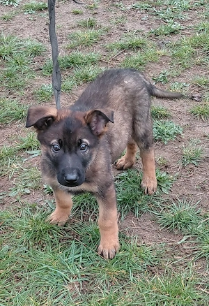 Német juhász jellegű kiskutyák szerető gazdit keresnek  - kép 6