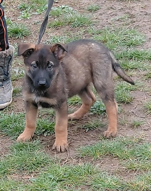 Német juhász jellegű kiskutyák szerető gazdit keresnek  - kép 11