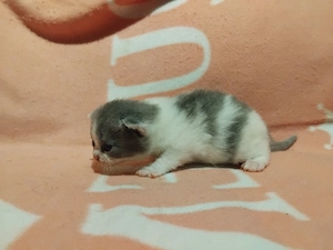 Brit kiscicák foglalhatóak - kép 2