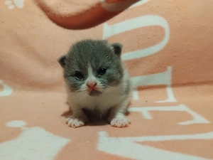 Brit kiscicák foglalhatóak - kép 3