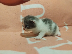 Brit kiscicák foglalhatóak - kép 4