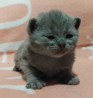 Brit kék kiscicák foglalhatóak