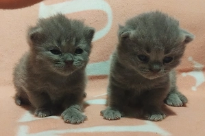 Brit kék kiscicák foglalhatóak - kép 4