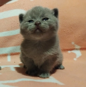 Brit kék kiscicák foglalhatóak - kép 3