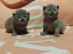 Brit kék kiscicák foglalhatóak - kép 2