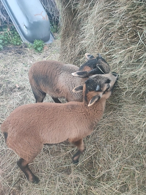 Bárányok eladók  - kép 2