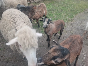 Bárányok eladók  - kép 3