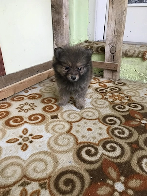 Eladó, tündéri Spicc, Spitz fiú kiskutyus!