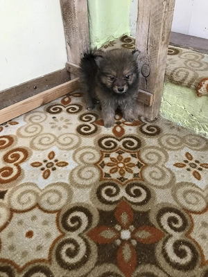 Eladó, tündéri Spicc, Spitz fiú kiskutyus! - kép 6