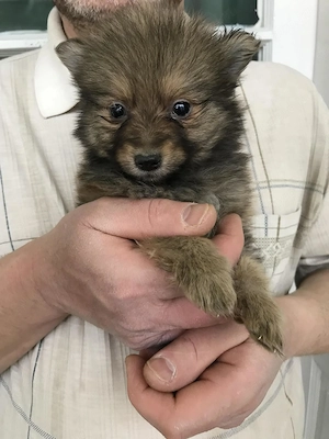 Eladó, tündéri Spicc, Spitz fiú kiskutyus! - kép 5