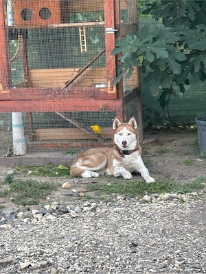 Vörös husky szuka eladó