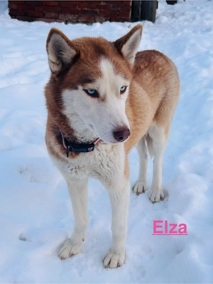 Vörös husky szuka eladó - kép 2