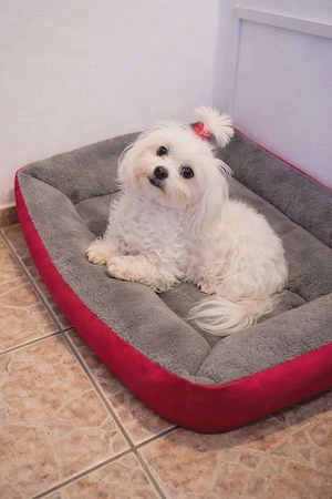 Eladó mini Máltai lány selyemkutya - kép 2