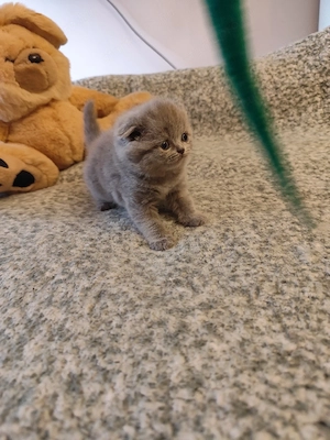 Minőségi brit fiú - kép 5