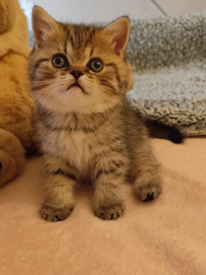 Minőségi brit fiú - kép 4