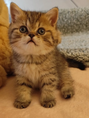 Minőségi brit fiú - kép 2