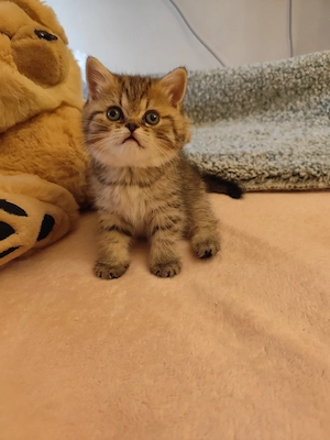 Minőségi brit fiú - kép 3