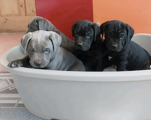 Cane Corso kölykök eladók   Böhönye (Somogy megye)