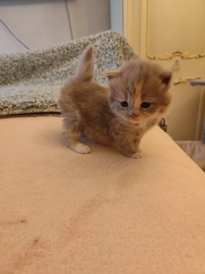 csodás hosszú szőrű brit kislány  - kép 3