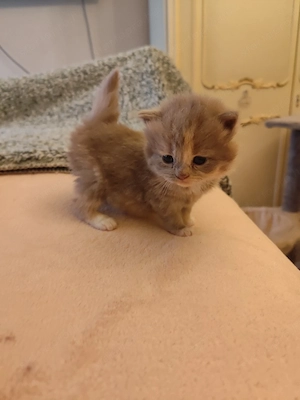 csodás hosszú szőrű brit kislány  - kép 2