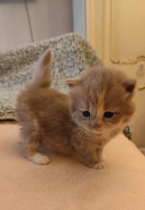 csodás hosszú szőrű brit kislány  - kép 4