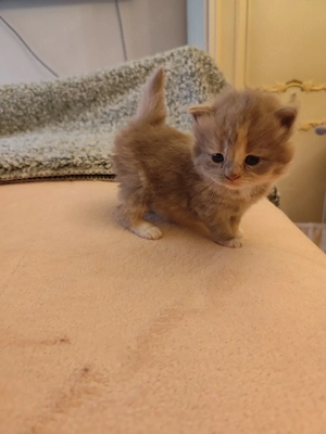 csodás hosszú szőrű brit kislány  - kép 5