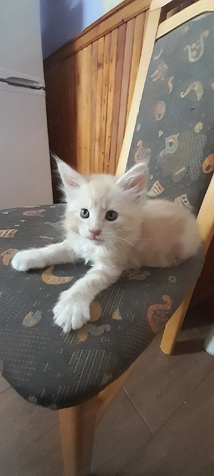 Maine Coon kiscicák