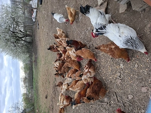 Tojás keltetésre - kép 2