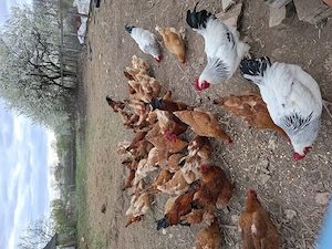 Tojás keltetésre - kép 3