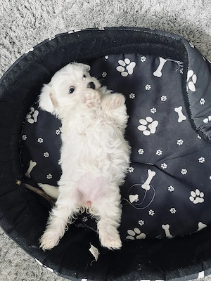 Máltai selyem kiskutya - kép 3