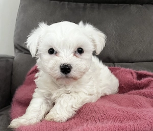 Máltai selyem kiskutya - kép 2