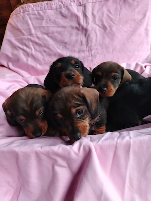 Fajtatiszta Törpetacskó eladó - kép 2