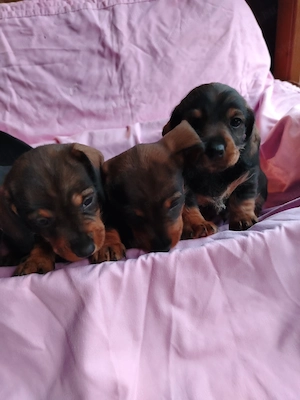 Fajtatiszta Törpetacskó eladó - kép 3