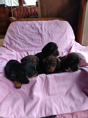 Fajtatiszta Törpetacskó eladó - kép 4