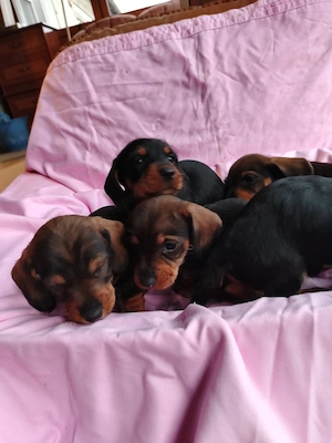 Fajtatiszta Törpetacskó eladó - kép 5