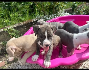 Amerikai Stafford kölykök - kép 2