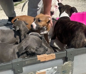 Amerikai Stafford kölykök - kép 4