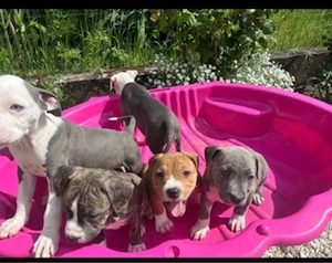 Amerikai Stafford kölykök - kép 3