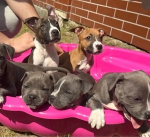 Amerikai Stafford - kép 3