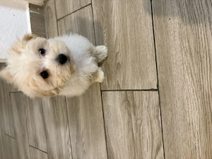 Maltipoo kiskutya - kép 2