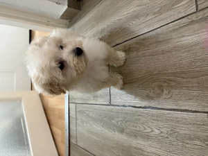 Maltipoo kiskutya