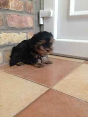 Yorkshire terrier kiskutyák - kép 2