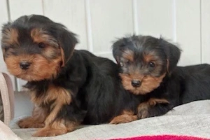 Yorkshire terrier kiskutyák