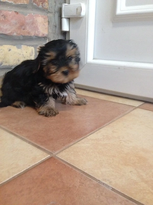 Yorkshire terrier kiskutyák - kép 4
